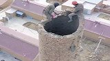 身上若无千斤担，谁拿生命赌明天，高空拆迁的师傅一定注意安全！