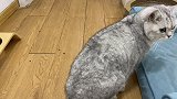 猫咪肚子饿，抓虫子当餐前点心，这是什么怪癖