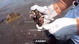 小海龟背着藤壶上岸寻找人类帮忙，清除藤壶的整个过程太解压！