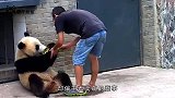 全身黑得像个炭头，就是不洗澡！熊猫：放开我，说不洗就不洗