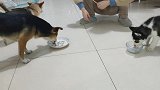 两个月的小奶狗喝奶，总是抢大狗盘子里的奶，大狗委屈的差点哭了