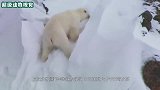 北极熊为了生存，在冰山悬崖边上“追杀”小熊