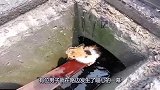 男子在水沟里救出一只流浪猫小猫，男子的举动有爱，猫咪很是幸运