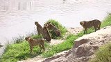 猎豹快五联盟：五兄弟集体过河，寻找猎物