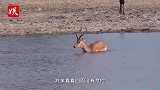 鳄鱼偷袭洗澡的羚羊，本以为羚羊就此陨落！下一刻神转折