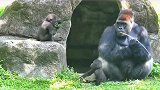 感觉猩猩比人类还幸福，有家庭，不用为生活奔波