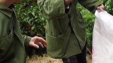 农村长大的谁做过举手