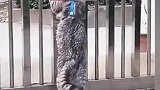 猫咪：我明明量好了，我不可能过不去的！