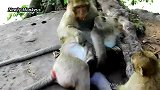 受伤的笑罗拉被两只母猴抢夺，痛得小猴子大哭起来