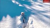 暴雪天后主人带狗子去散步，这雪的厚度，狗子都可以在里面游泳了