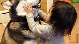 把生鸡蛋放进狗的嘴巴 几秒会碎？二哈：1秒！