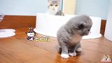 两只小奶猫打架互扇耳光猫妈妈全程在一旁围观