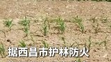 四川西昌再发山火 起火原因已初步查明 嫌疑人已被控制