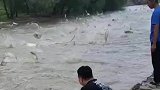 有一种鱼是，姜太公钓鱼愿者上钩