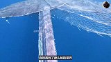 解救被巨大渔网缠绕的座头鲸，获救后的座头鲸竟懂感恩！