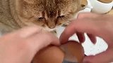 #小小爱宠萌化你#渣猫！有了媳妇忘了娘！