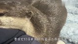 铲屎官说了句背疼,狗狗接下来的操作,该不会是成精了吧?