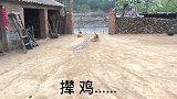 辽宁小伙带狗狗回农村老家，从此以后家里的鸡鸭鹅就没安静过！