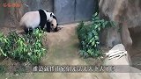 熊猫宝宝发脾气“打”妈妈，结果反被熊妈胖揍一顿，太有喜感了