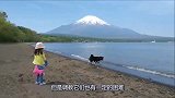 主人带柴犬到富士山玩，狗狗和主人玩得非常兴奋，狗狗举动有趣