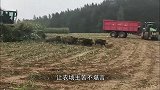大爷用陷阱捕获野猪，上山查看时，野猪竟然挖洞逃跑！