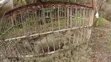 大爷用陷阱捕获野猪，上山查看时，野猪竟然挖洞逃跑！