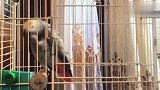 小灰告状拍马屁一流，堪称马屁精！