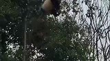 熊猫，明明可以上天的，咋就断了，心疼你三秒钟