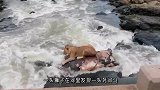 野牛被困淤泥中，狮子开心享用，下一秒却惨死当场！