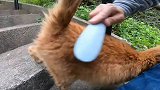 野外遇见一只流浪猫，感觉有点不对劲，细看耳朵气坏了