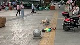 不买玩具就躺地下耍无赖，妈妈站在远处望着，就看谁耗的时间长！