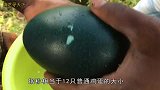 老奶奶在山上捡到一个绿色巨蛋，用利器才能敲开，打开后惊艳了