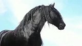 纯种的汗血宝马浑身充满了贵族的气息，气质不是普通马能比的