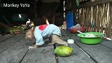 小猴丫丫看见主人在厨房做事，也知道去帮忙，太懂事了