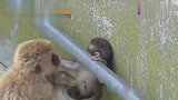小猴子头卡住出不来,猴子妈妈的做法让人惊讶,镜头记录全过程