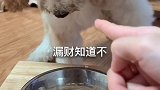 三个月的小奶狗 刚教会的握手