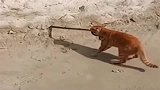 买菜路上偶遇橘猫大战毒蛇，身手敏捷毒蛇根本咬不到它