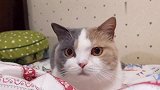 【啵哩】小猫咪做颈椎操，开启大美瞳开关！