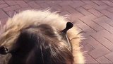 双胞胎妹妹不小心摔倒哭了半个小时，妈妈一说有糖吃立马换脸