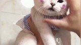 铲屎官教猫咪学外语，让猫咪学狗叫，猫汪汪汪！