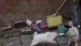第一见兔子打架的，泰迪输出全靠嘴
