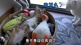 小猫受伤了，大猫不离不弃地守护，我又相信爱情了