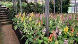 盆栽花卉虾脊兰，色彩艳丽，气味芬芳