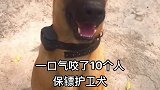 高动力马犬
