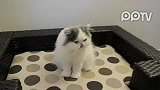 会接球的猫好厉害 每个球都能接到
