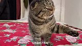 猫咪飙英文骂主人