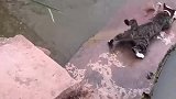 猫：都把你钓上岸了，想跑没门儿！