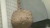 小伙用激光灯远程摧毁马蜂窝，网友还真是安全
