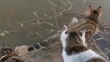 钓个鱼容易嘛我，一群猫在旁边守着，连收竿的机会都不给我。