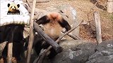 淘气的熊猫贝贝以欺负小树为乐，只管自己玩得高兴，真是个熊孩子
